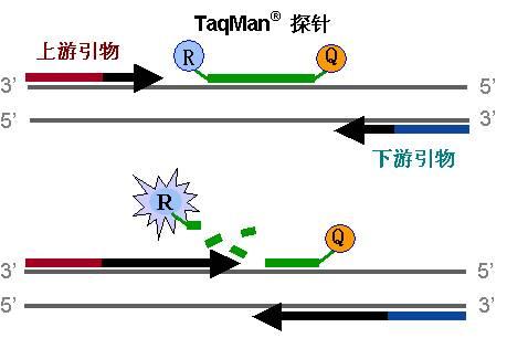 锚定pcr原理图图片