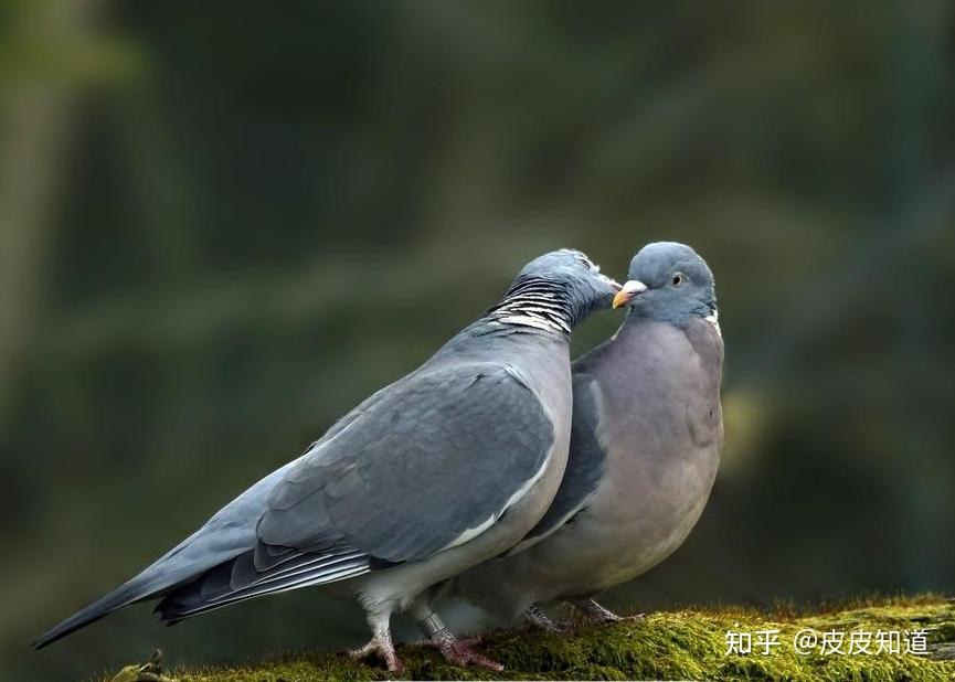信鸽为什么能送信? - 知乎