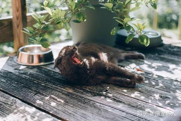 炎炎夏热 怎么给猫咪一个适宜的温度环境呢 知乎