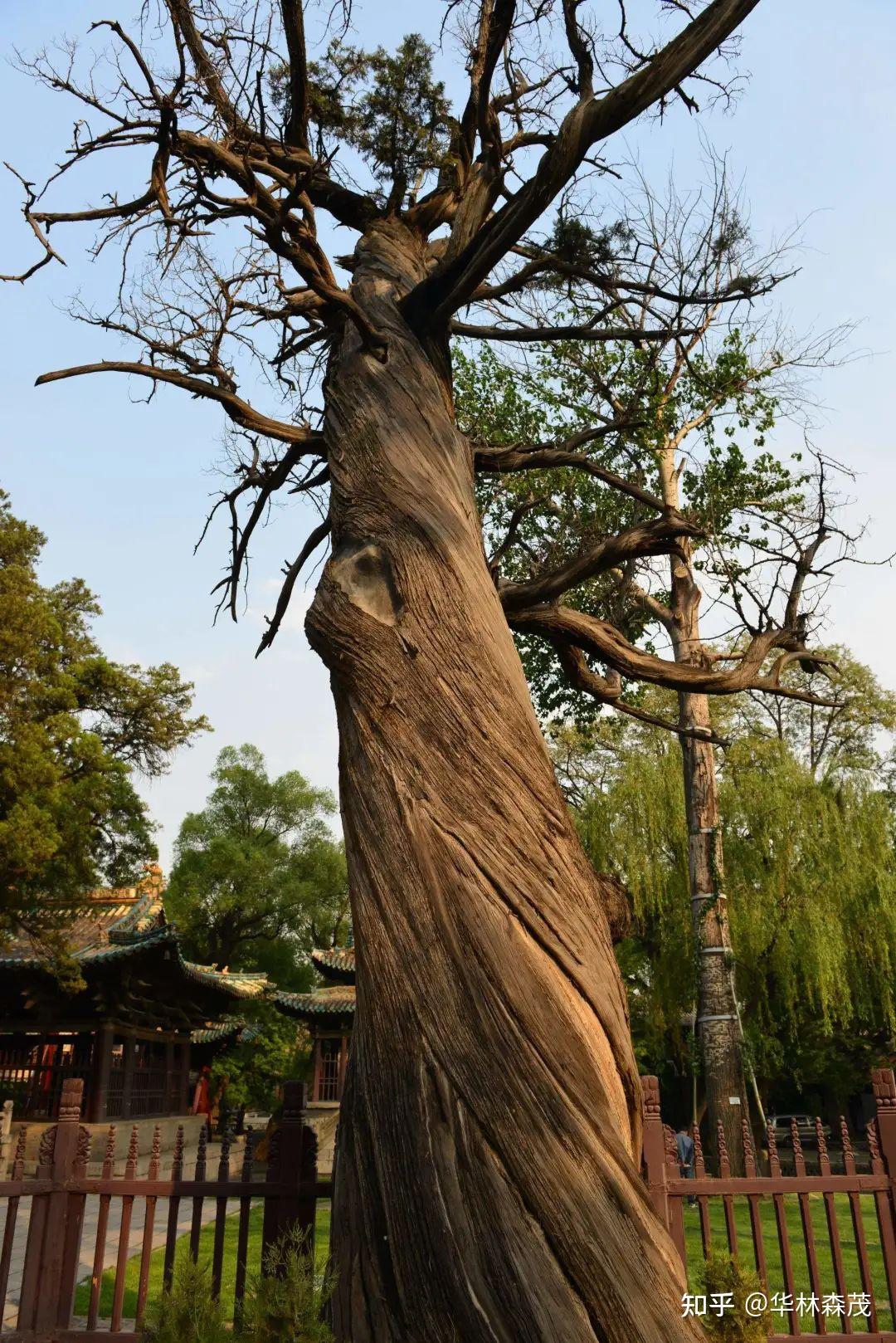 北京古树保护 | 多举措保护古树资源 开展基因扩繁回归试验 - 知乎