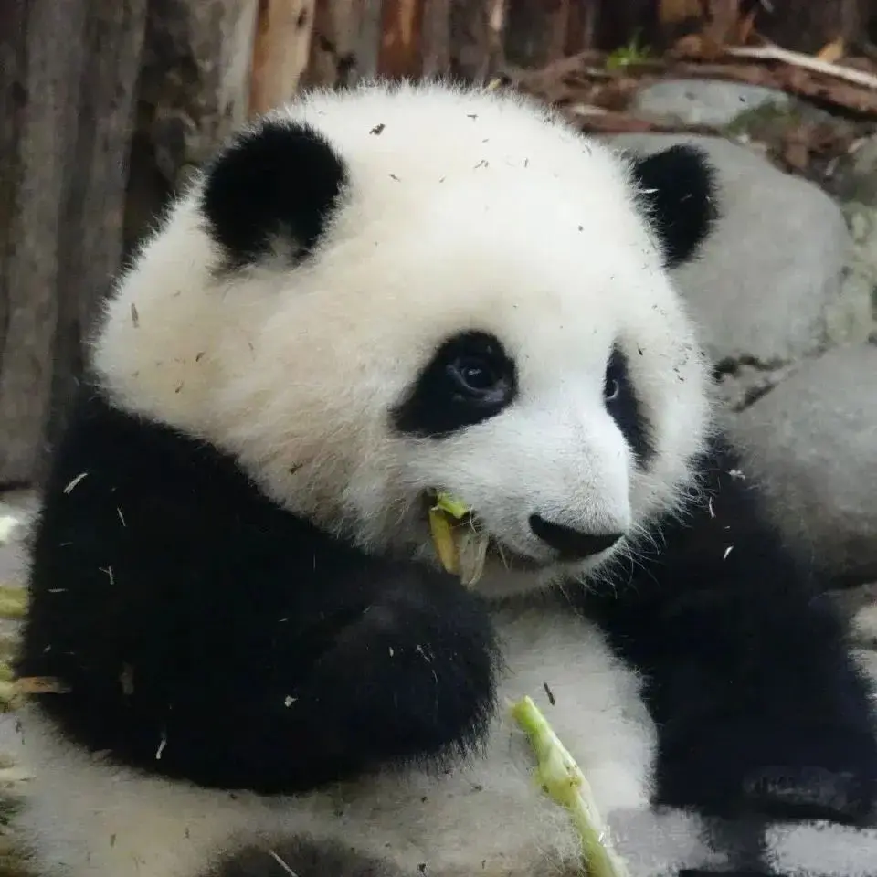 矮熊猫真实图片