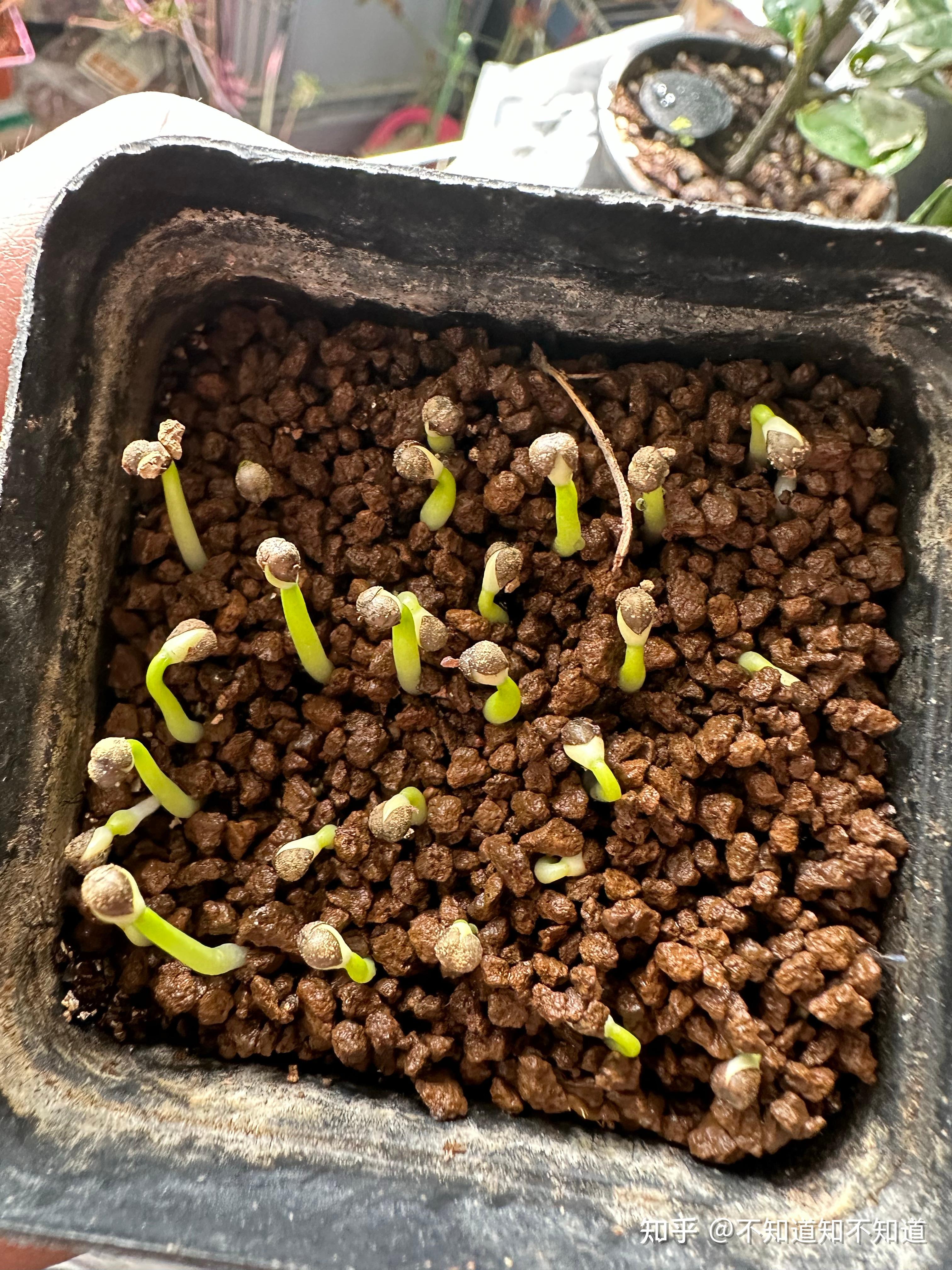 布纹球的家庭播种指南