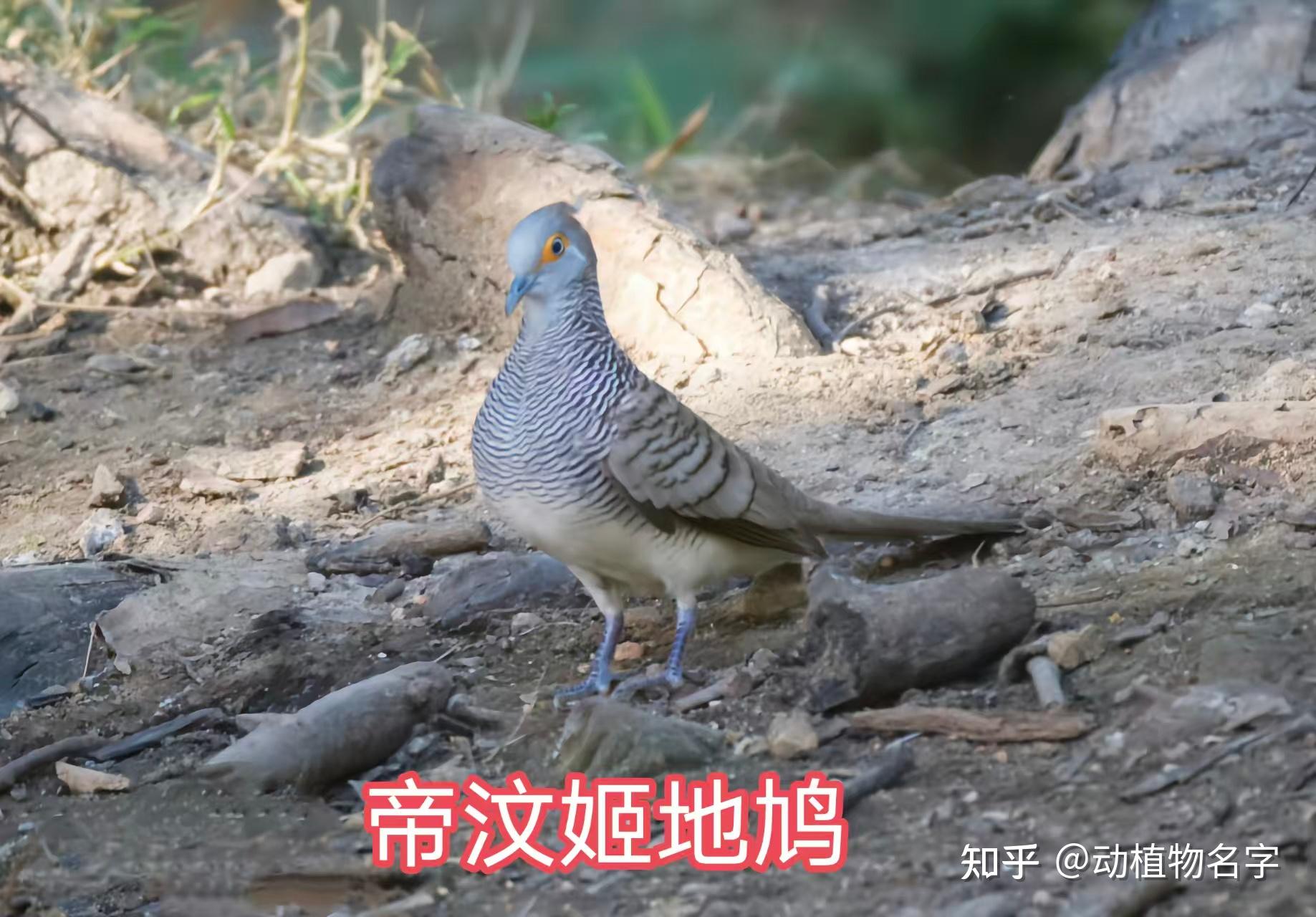 99图带你走进鸠鸽科鸟类的世界 - 知乎