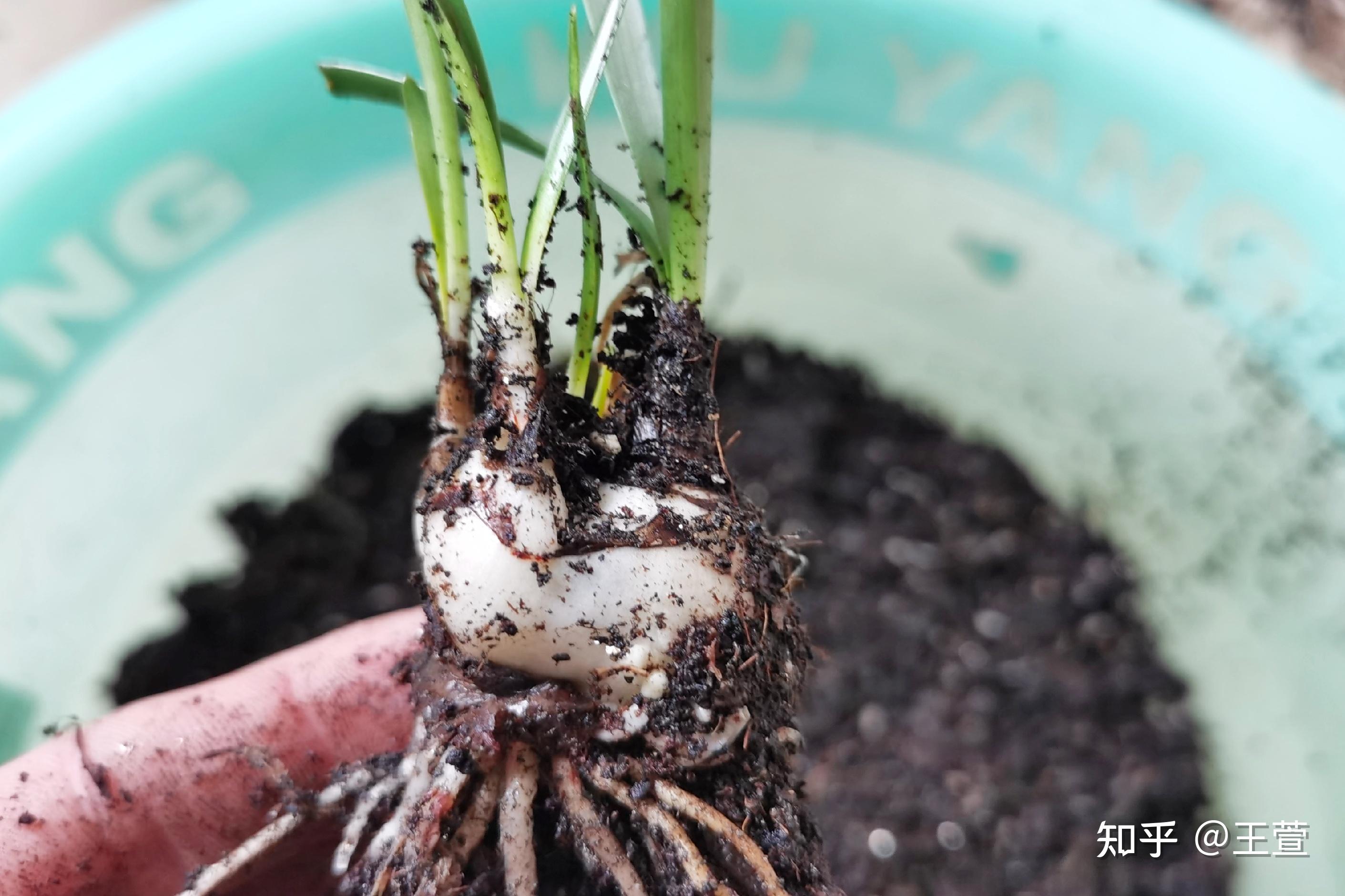 风雨兰是时候翻盆了