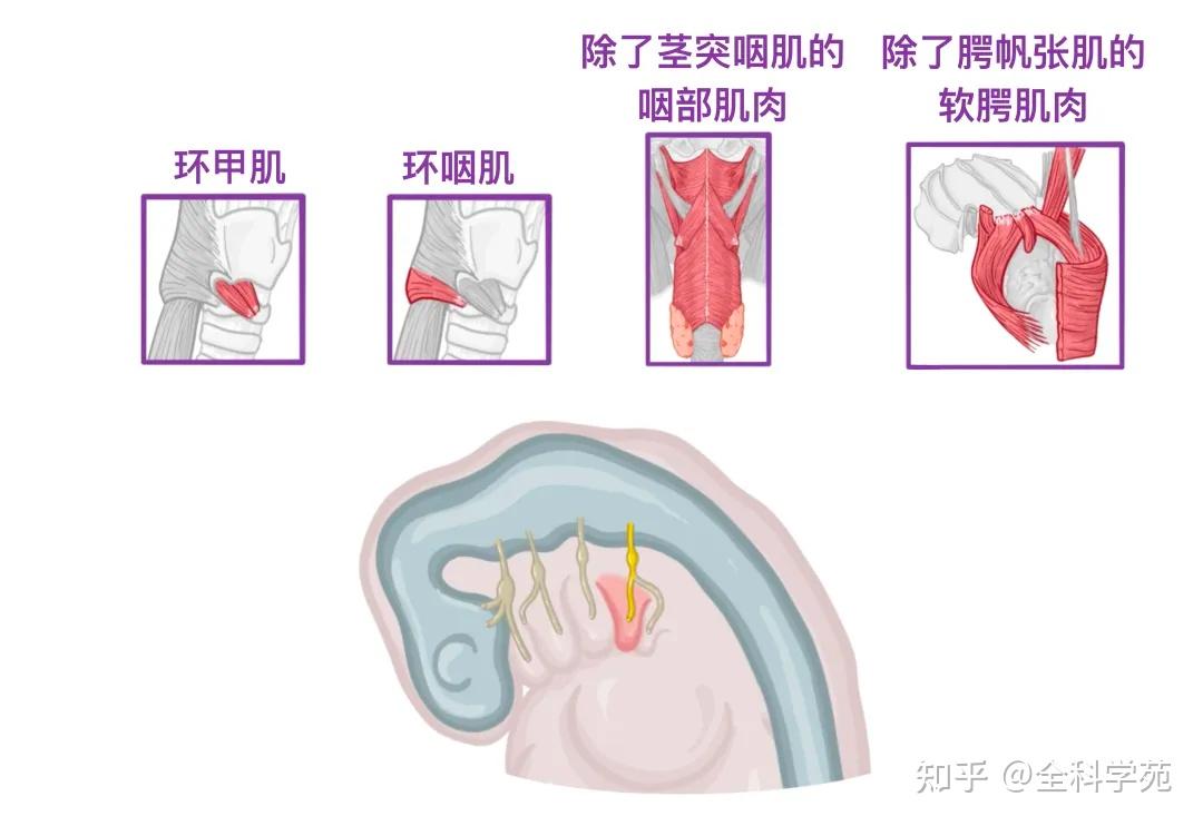 十二对颅神经【精美图文解说】 - 知乎