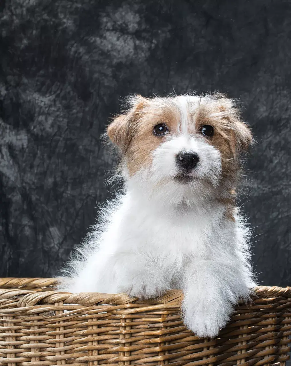 杰克罗素梗杂交犬图片图片