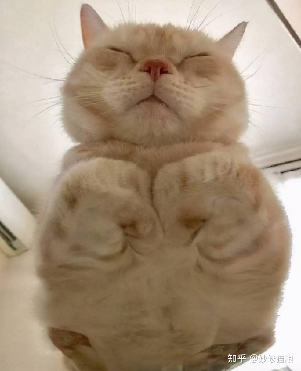 猫咪爱“揣手手”的秘密，原来还有这么多种意思 - 知乎