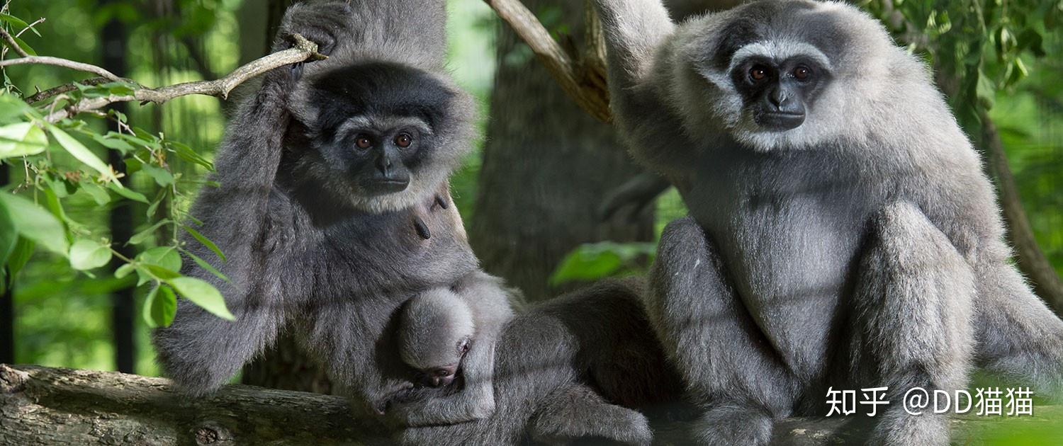 猿分不浅趣涂山海经之白猿