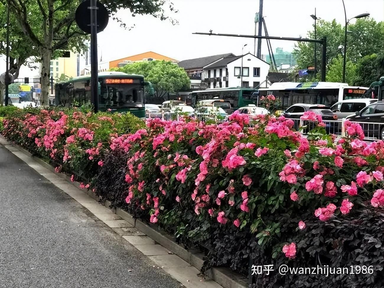 绿化带的花为什么总栽不活呢？ - 知乎