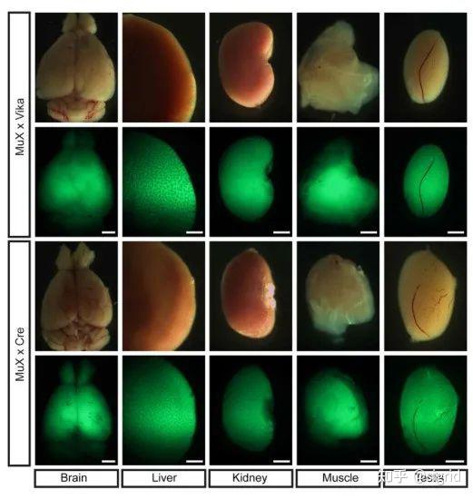技术分享：一个集合Vika、Flp、Dre和Cre重组系统的报告基因小鼠模型 - 知乎