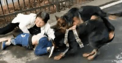 恶犬扑来 打它哪些地方能救自己 这些部位是狗狗的弱点 知乎