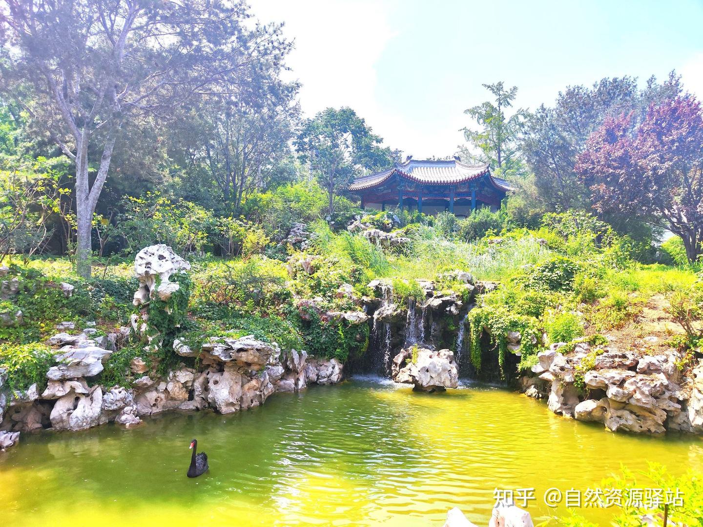 什么是国家特别规定的灌木林 - 知乎