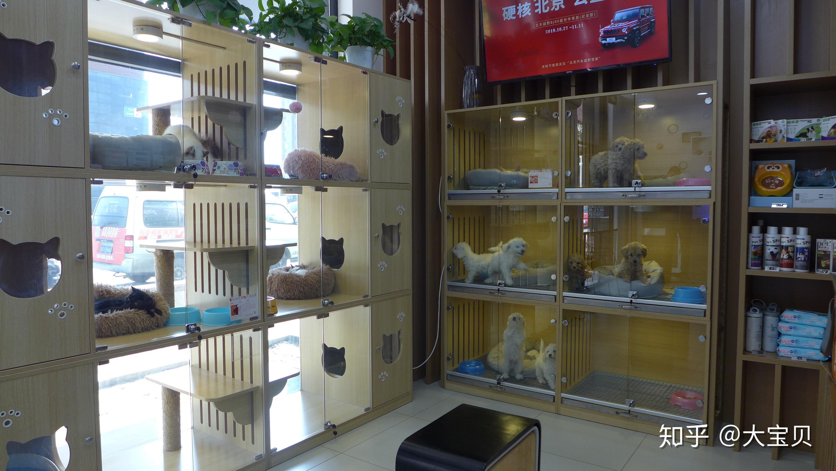 宠物港百子湾店超棒的一家宠物店