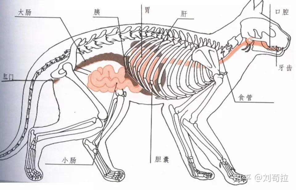 六大营养素系列一丨关于犬猫蛋白质摄入的一些误区及猫狗粮的挑选标准