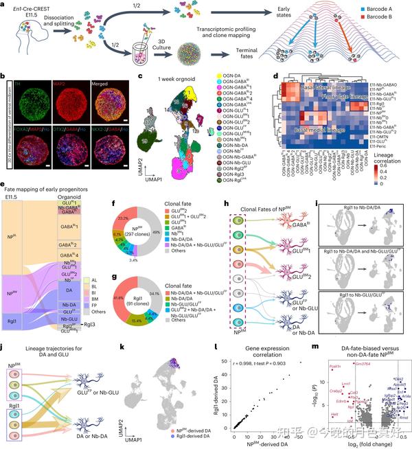 Comprehensive Spatiotemporal Mapping Of Single Cell Lineages In Mouse