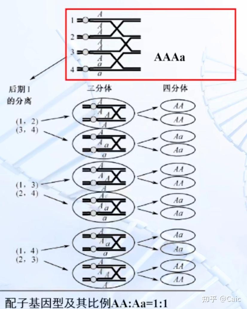 染色体上的基因型图解图片