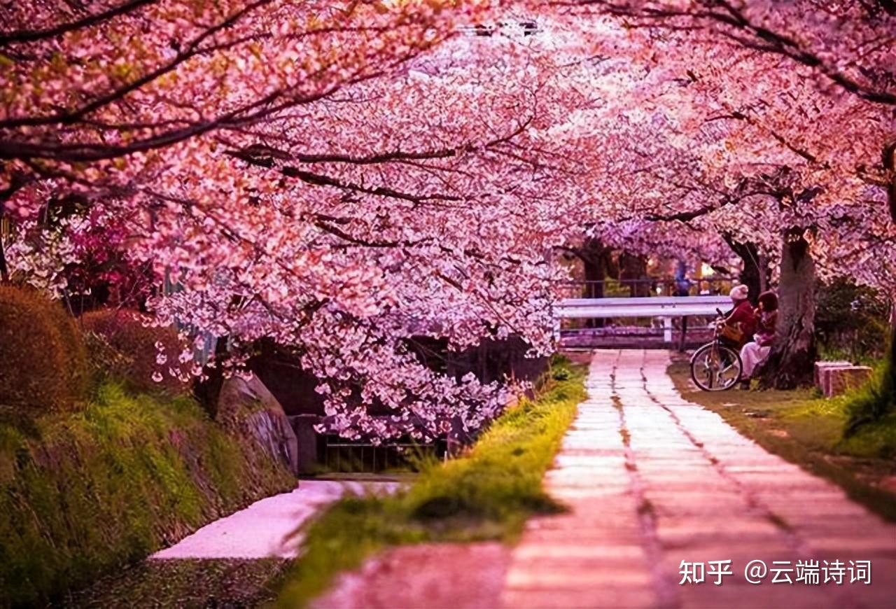 十首唯美的樱花诗词，樱花红陌上，柳叶绿池边 - 知乎