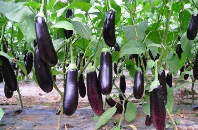 大棚茄子根腐病用什么肥效果好茄子烂根施什么肥茄子黄叶死苗用肥根