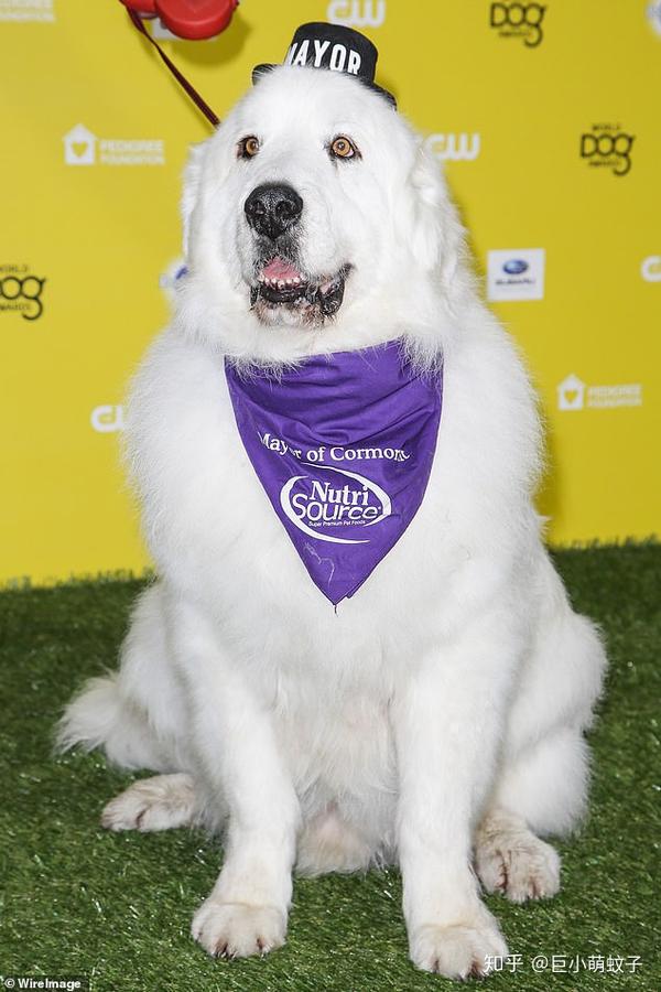 大白熊犬被禁养很冤 这种狗狗不仅亲人 对小动物还极其温柔 知乎