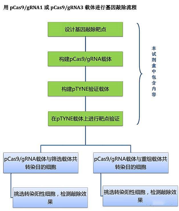 crisprcas9基因敲除原理及实验建议