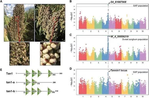 客户文章 Molecular Plant大揭秘：高梁如何智斗小麻雀！ 知乎