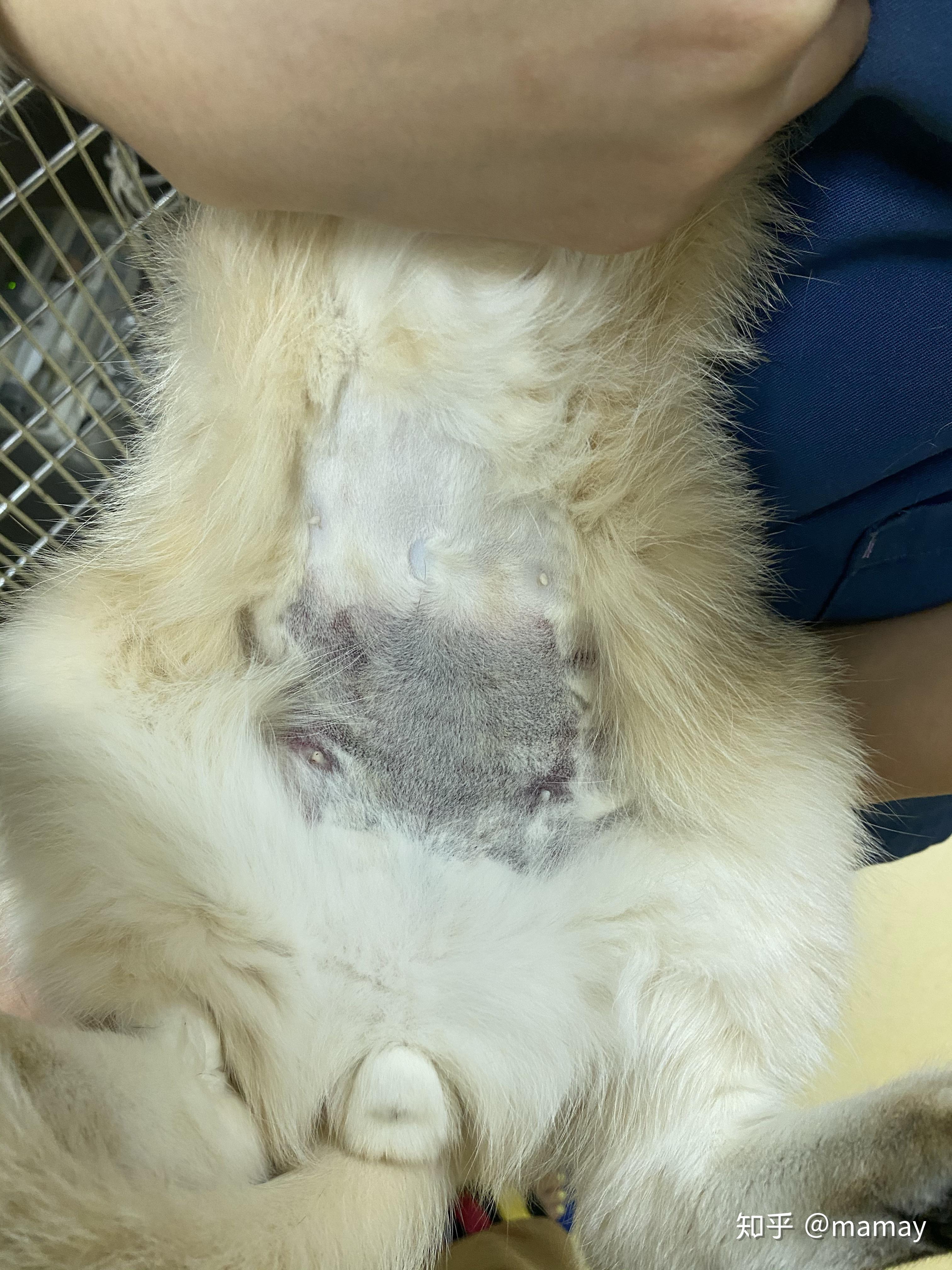 我家猫得了急性白血病血小板为0