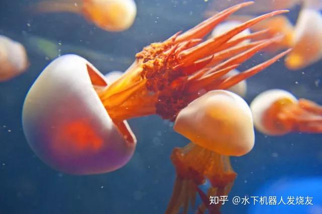 海洋生物普及t1镜头里的海洋宝宝