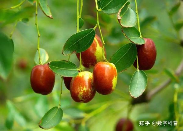 山西四大名枣,有“枣后”,有贡枣,是历朝历代的皇室贡品 - 知乎