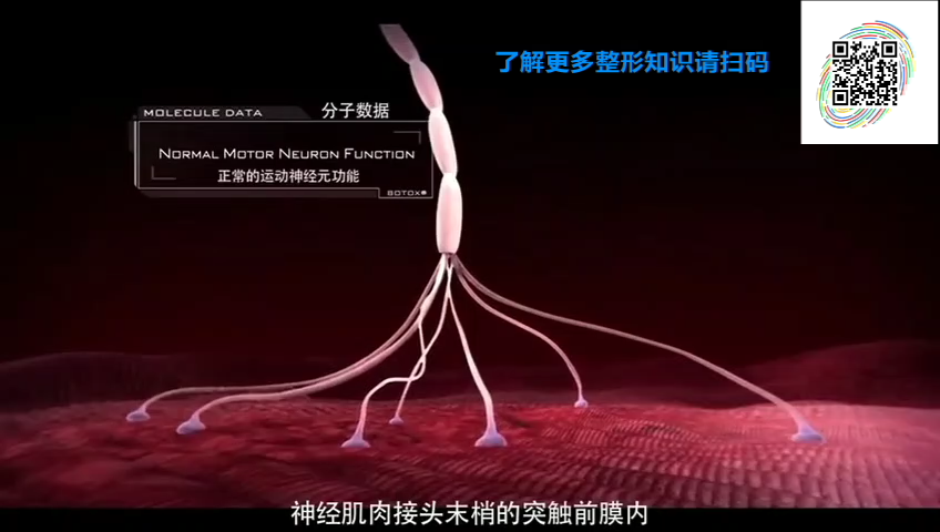 肉毒素作用机制