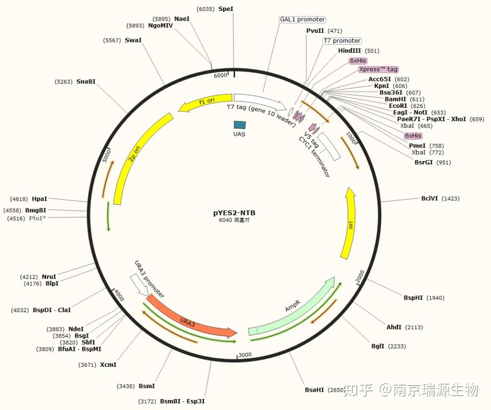 抗逆基因筛选及表型验证的理想模型——酵母 - 知乎