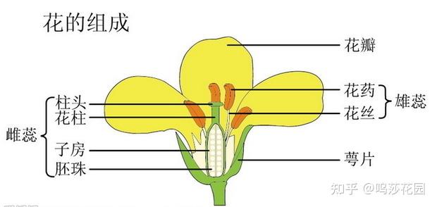 康乃馨解剖示意图图片