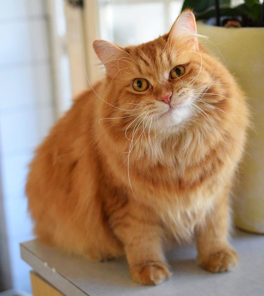 吸猫大会西伯利亚森林猫simba