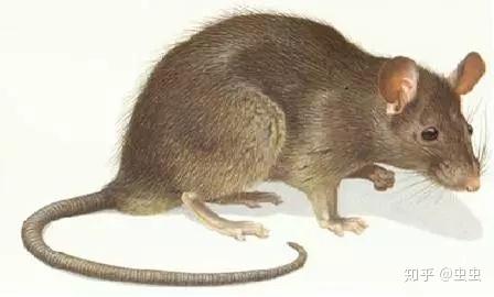 家鼠的生物习性及危害 - 知乎