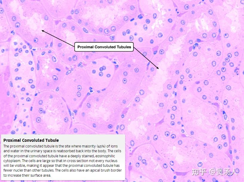 组织胚胎学总结：肾小管与集合管 - 知乎