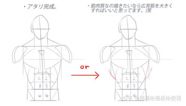 人體軀幹肌肉怎麼畫簡易上半身肌肉軀幹畫法