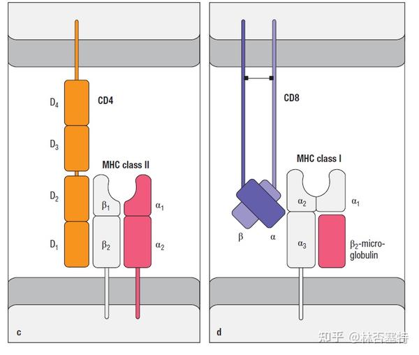 T cell(细胞)识别antigen(抗原) - 知乎