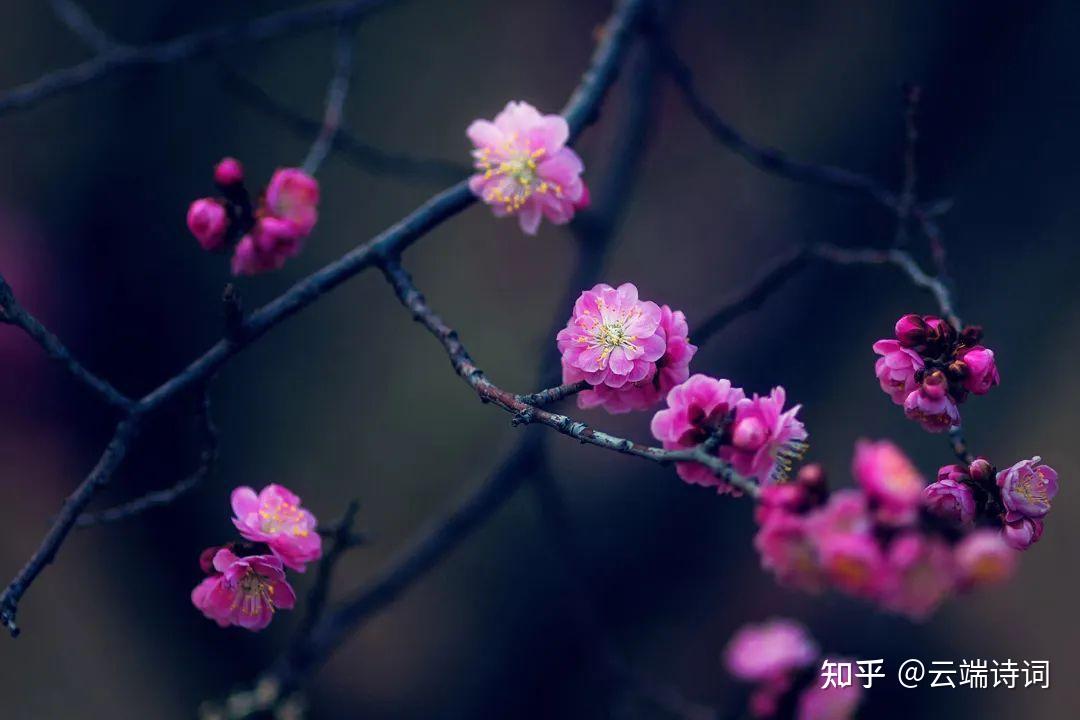 十首绝美的《一剪梅》,首首经典,李清照的最惊艳,唐寅的最深情 - 知乎
