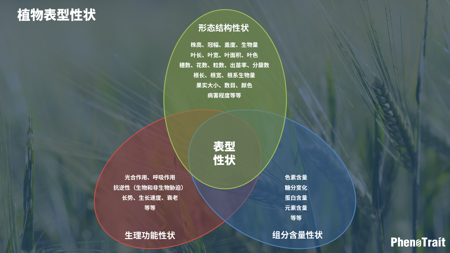 浅谈植物表型性状 - 知乎