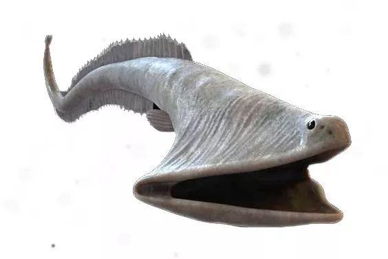 千米深海怪鱼大嘴像饕餮靠发光的尾巴骗到食物