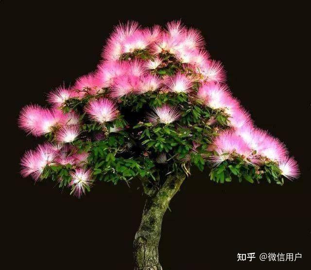 上古神植图鉴(九)迷榖树 - 知乎