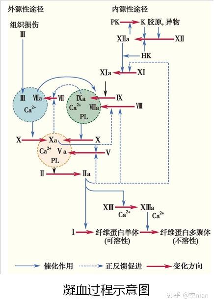 生理学全书笔记 第三章 血液 - 知乎