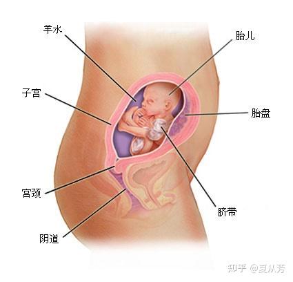 怀孕1 9个月胎儿发育过程图 知乎