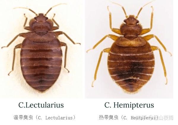 臭虫长啥样？怀疑家里有臭虫怎么办？有什么好的臭虫药可以消灭臭虫床虱吗？ - 知乎