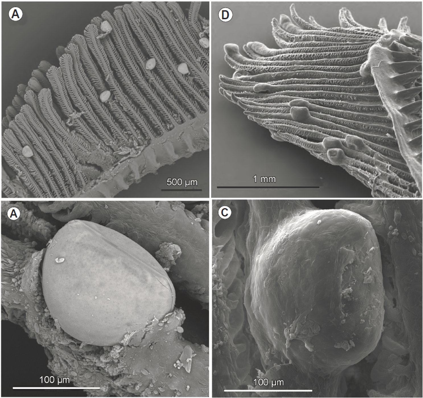 左上左下:刚刚附着在鳃丝上的钩介幼虫;右上右下:附着24小时后,已经被