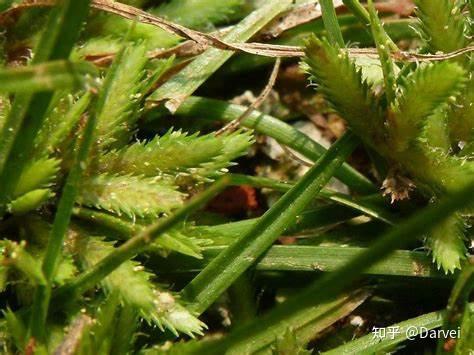 沙田草的药用效果图片