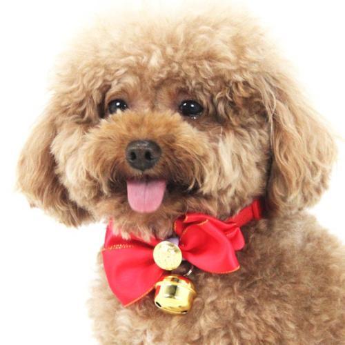 泰迪拉稀带血很粘稠