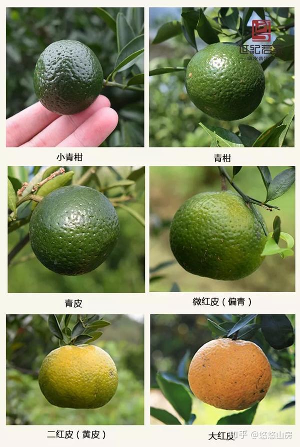 网红茶小青柑 - 知乎