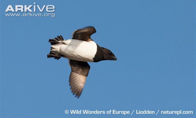 侏海雀侏海雀体长约19-21 cm,是海雀中体型最小的.