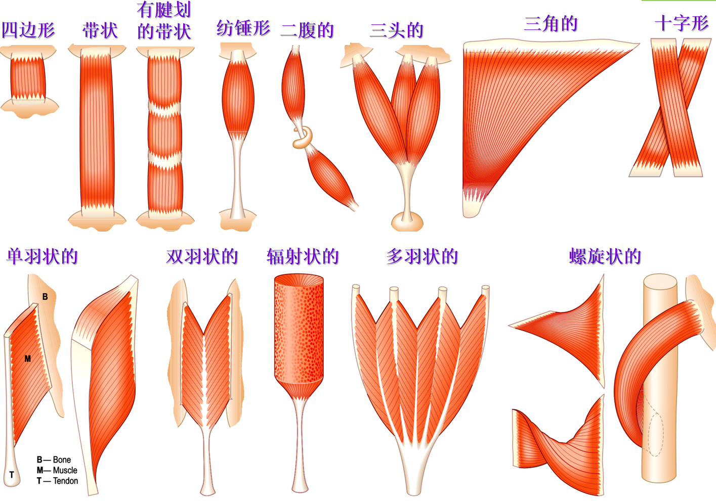 骨骼肌模式图图片