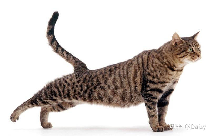 中华田园猫丨狸花猫- 知乎